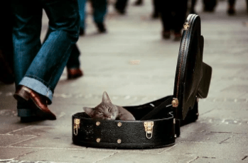 Cat in busker's guitar case