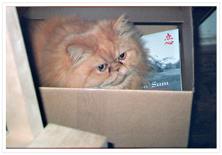 Cat in delivery box of UDS journals